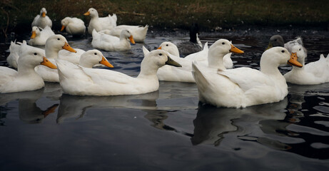 Obraz premium a flock of large white and gray geese swim in the lake close-up