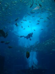 Obraz premium Diving