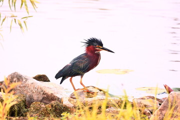 Green Heron