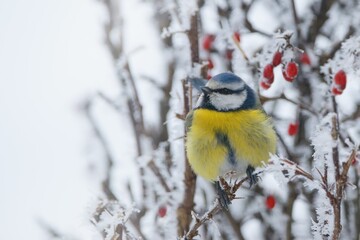 Winter scenery with blue tit bird sitting on the snowy branch(Cyanistes caeruleus)