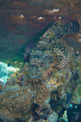 A camouflaged scorpion fish in the coral reef in the Red Sea in Egypt. Scuba Diving underwater photography
