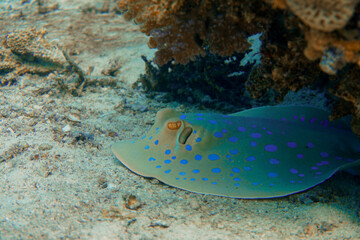 A blue spotted stingray swimming in the sand patch of the colourful coral reef in the Red Sea in Egypt. Scuba Diving underwater photography
