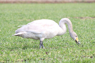 白鳥による食害（麦）