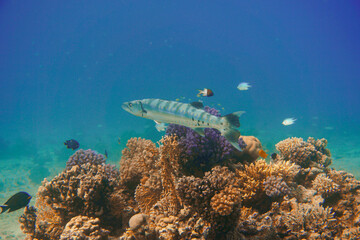 A beautiful big barracuda in the colourful coral reef in the Red Sea in Egypt. Scuba Diving...