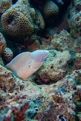 A beautiful big moray eel in the colourful coral reef in the Red Sea in Egypt. Scuba Diving underwater photography
