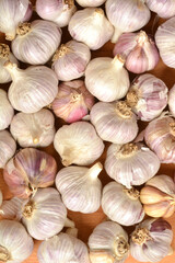 Garlic bulbs