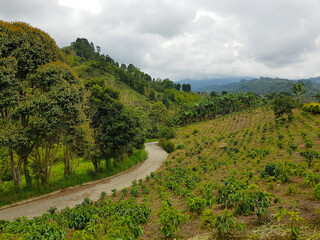 View of a coffee farm in Salento with a road on a cloudy day 