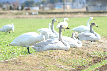 白鳥による食害（麦）