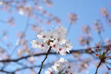 Japanese flowering cherry