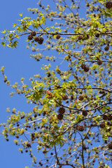 American sweetgum