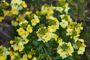 Obraz premium Yellow Wallflower Primerose Dame
