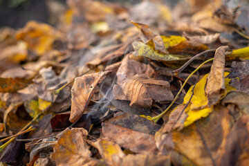 A large pile of burning leaves and smoke. Smoke coming out of a leaf pile
