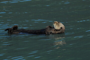 Naklejka premium Sleeping Otter
