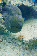 A beautiful big moray eel in the colourful coral reef in the Red Sea in Egypt. Scuba Diving underwater photography
