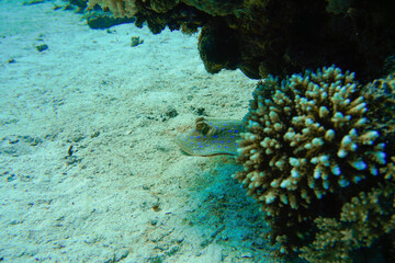 A blue spotted stingray swimming in the sand patch of the colourful coral reef in the Red Sea in Egypt. Scuba Diving underwater photography
