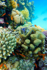 A beautiful colourful coral reef in the Red Sea in Egypt. Scuba Diving underwater photography