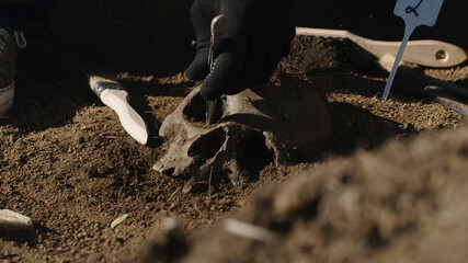Crop archaeologist excavating human skull