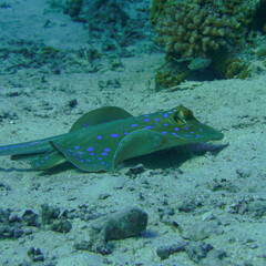 A blue spotted stingray swimming in the sand patch of the colourful coral reef in the Red Sea in Egypt. Scuba Diving underwater photography
