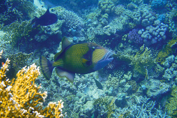 Fototapeta na wymiar A beautiful big trigger fish colourful parrot fish on the coral reef in the Red Sea in Egypt. Scuba Diving underwater photography 