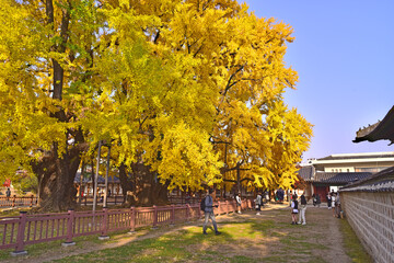 Naklejka premium 서울 성균관의 가을풍경