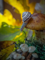 Moscow, Russia, September 2021, a snail sits on a mushroom in an autumn forest against a background of yellow leaves © Iuliia