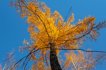 Yellow larch in the autumn fox, bottom view. Blue sky, no people