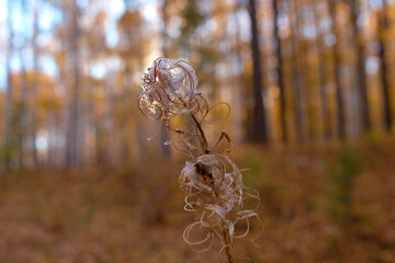 Dry grass in the forest, blurred background. Beautiful dried flowers