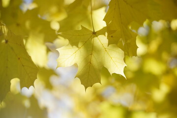 Fototapeta premium Autumn leafs, winter is comming