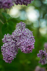 Moscow, May 2021, striped lilac against the sky and bokeh