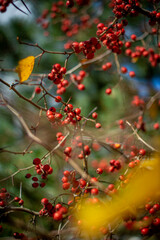 Moscow, October 2021, red berries on a tree with yellow leaves against a blue sky, autumn