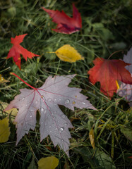 Moscow, September 2021, autumn yellow, red and green leaves lie in the grass