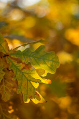 Moscow, October 2021, yellow oak leaves illuminated by the sun in the autumn forest