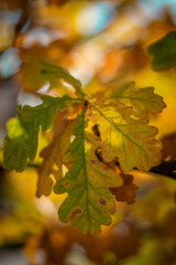 Moscow, September 2021, yellow-green oak leaves in the autumn forest