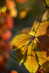 Moscow, October 2021, the yellow-red leaves of the maiden grapes are illuminated by the sun