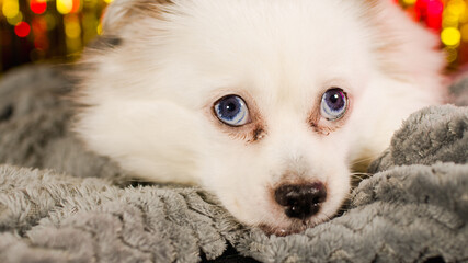 Relaxed dog wrapped in gray plaid. Cute white spitz lying and looking away on background of bright highlights. Close up.