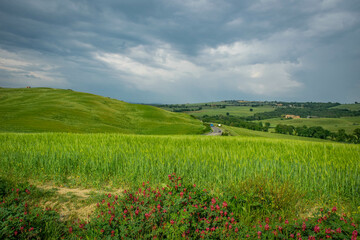 Fototapeta na wymiar Tuscany, italy, may 2018, green hills, road in the distance and red flowers in the foreground