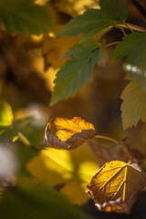 Moscow, October 2021, tree with yellow autumn leaves