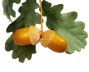 Acorns and branch with leaves white background © Ekaterina Myshenko