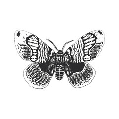 Butterfly or Moth, hand drawn sketch in vector.