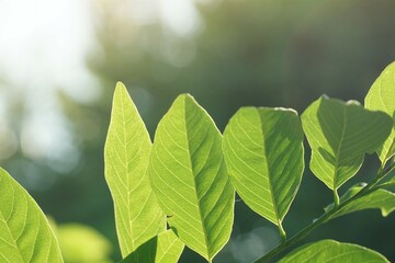 fresh green Annona squamosa leaves in nature garden