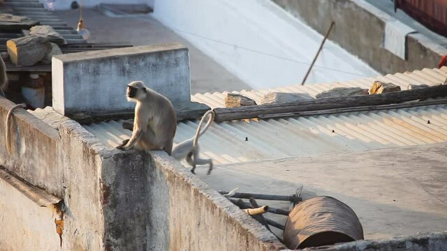 Monkeys inhabit in Udaipur