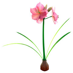 3D Rendering Amaryllis Plant on White