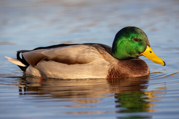 Mallard duck