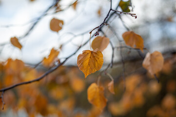 Yellow or dry leaves on tree branches in autumn. Leaves of birch, linden and other trees on the branches. There is an empty space for the text