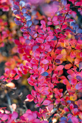 Autumn leafs, winter is comming