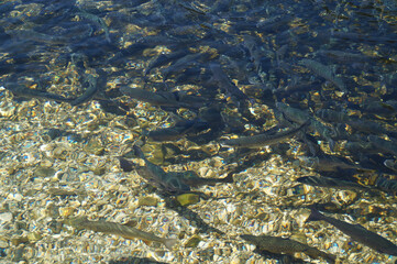 Trout breeding in the Austrian Alps of the Schladming-Dachtein region (Styria in Austria)