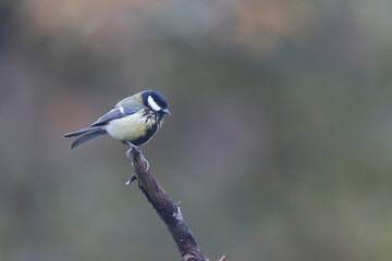 Great Tit infected by a poxvirose