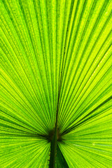 Fototapeta premium close up of tropical leaf, green foliage, like fan, vertical frame