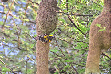 Baya weaver bird (Male) is Weaving nest