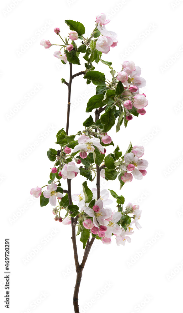 Sticker branch of apple tree with flowers isolated